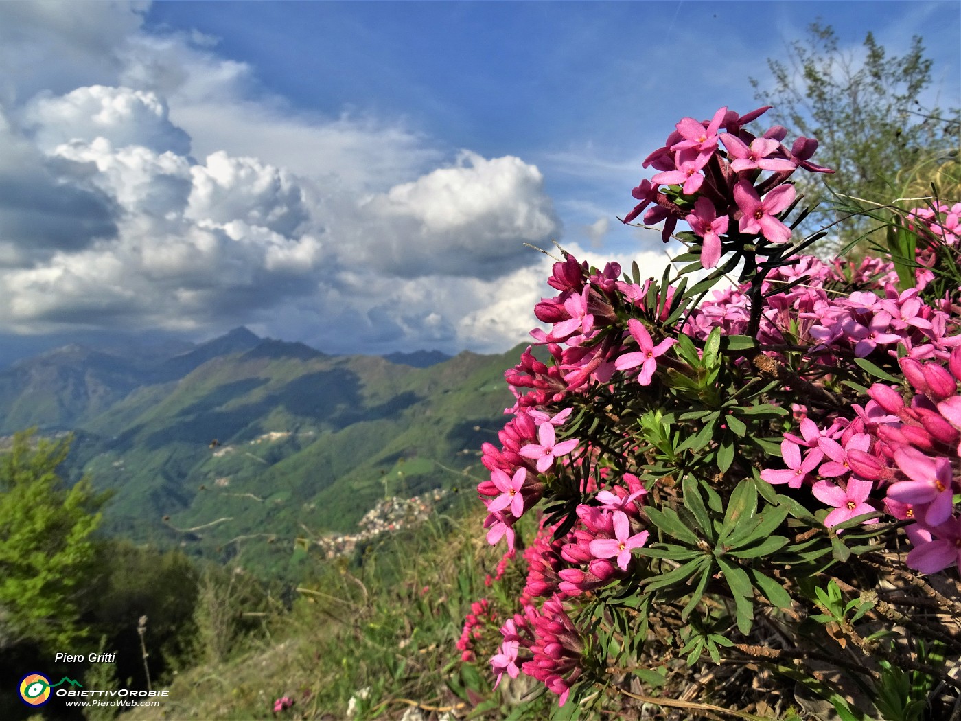 04 Daphne cneorum (Cneoro) con vista verso Monte Suchello e Alben tra le nuvole .JPG